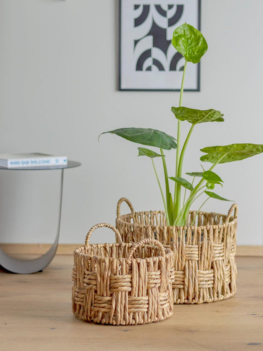 Pepita Basket, Nature